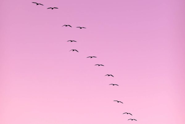 Birds flying in the sky