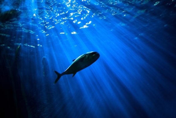 A shark in the ocean
