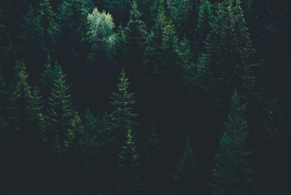 Pine trees